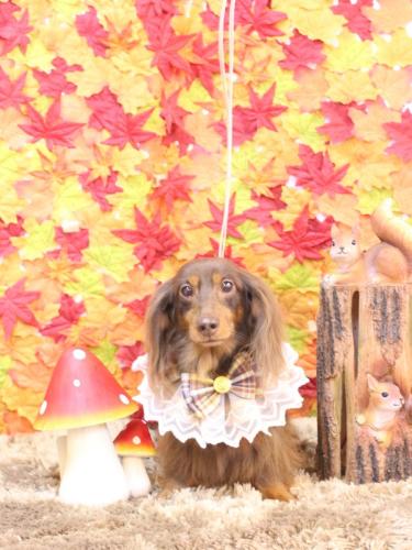 20241120ルナちゃん